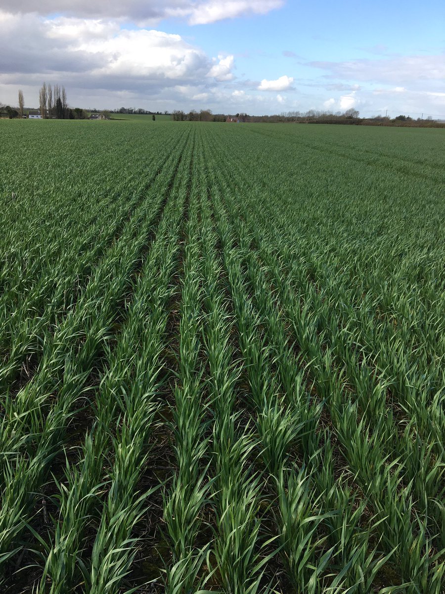 Crop walking season🌾 <a href="/AgrilandIreland/">Agriland</a> #ArableApril #SocialDistancing