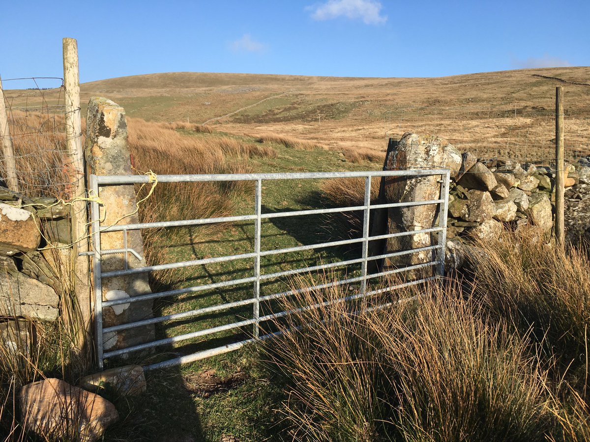 Through the gate which clearly delineates the boundary to another world, to the high free pasture, the ffridd, past the unusual quartz block in the wall, past the gate posts captured from a nearby stone circle and held out-of-place for centuries (2)