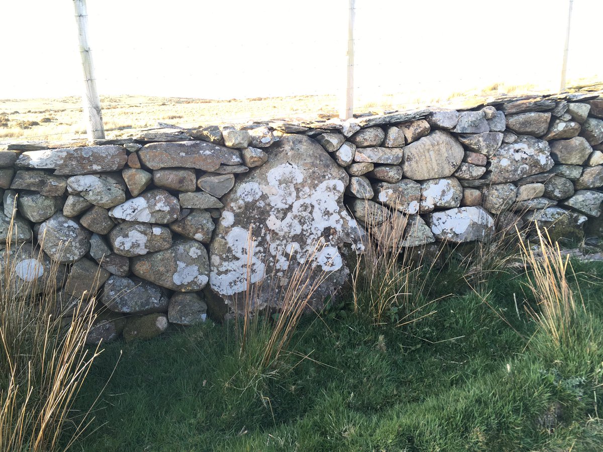 Past lichen-encrusted standing stones preserved in wall aspic, hemmed in by more walls and gates,but I’m so lucky to wander, to exercise, and walk further still up to the first sight of the Waen Oer (cold moorland)stone row and cross another gated boundary into the field (3)