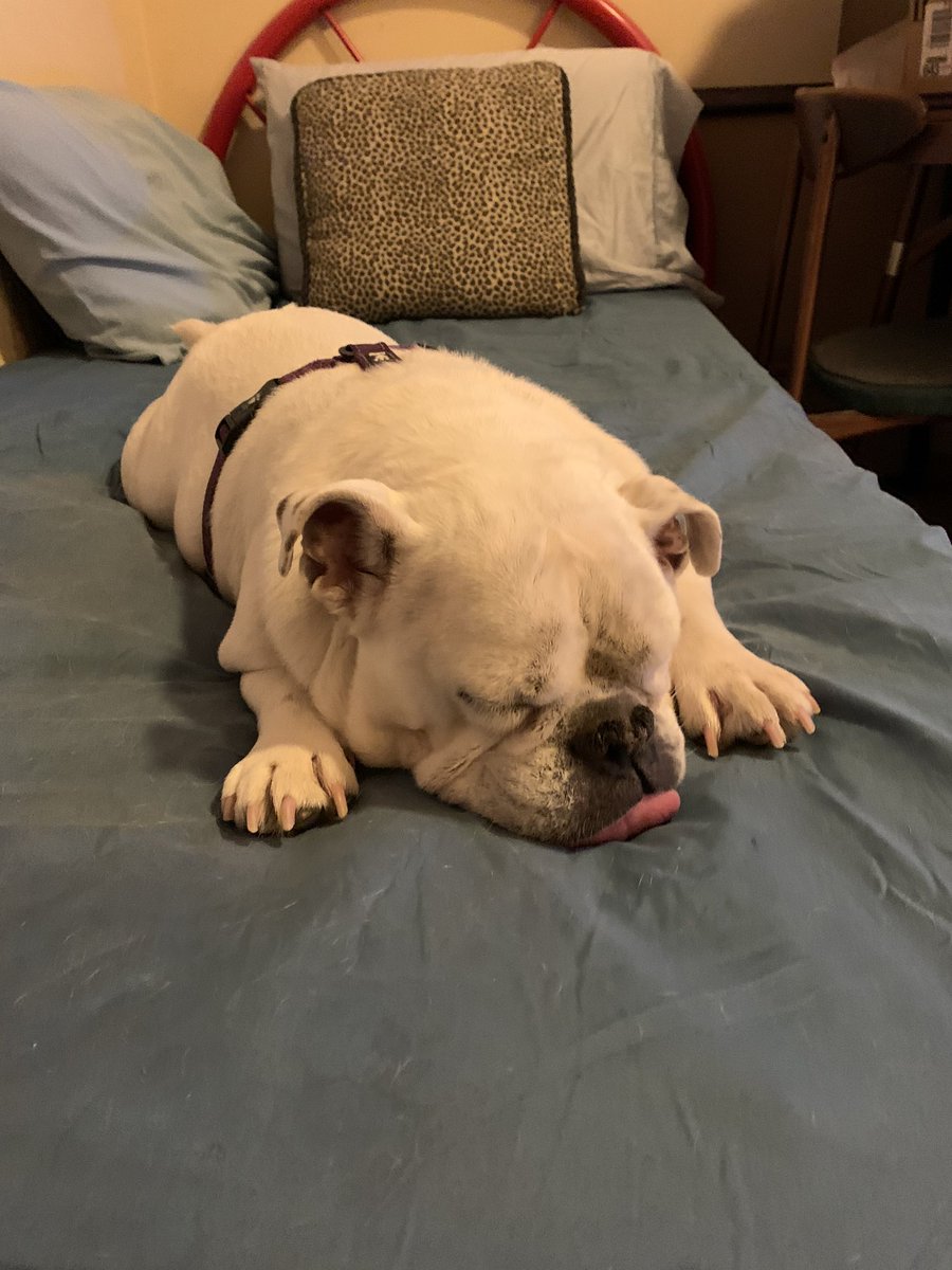 McDougallMartha's tweet photo. #mondaythoughts #MondayMood #MondayMotivaton #DogsOfTheQuarantine #englishbulldog #DogsofTwittter #powernapping #dotpower ❤️🐕🐾😷😊🐕🐶🐾 https://t.co/m4tDLoHJE1