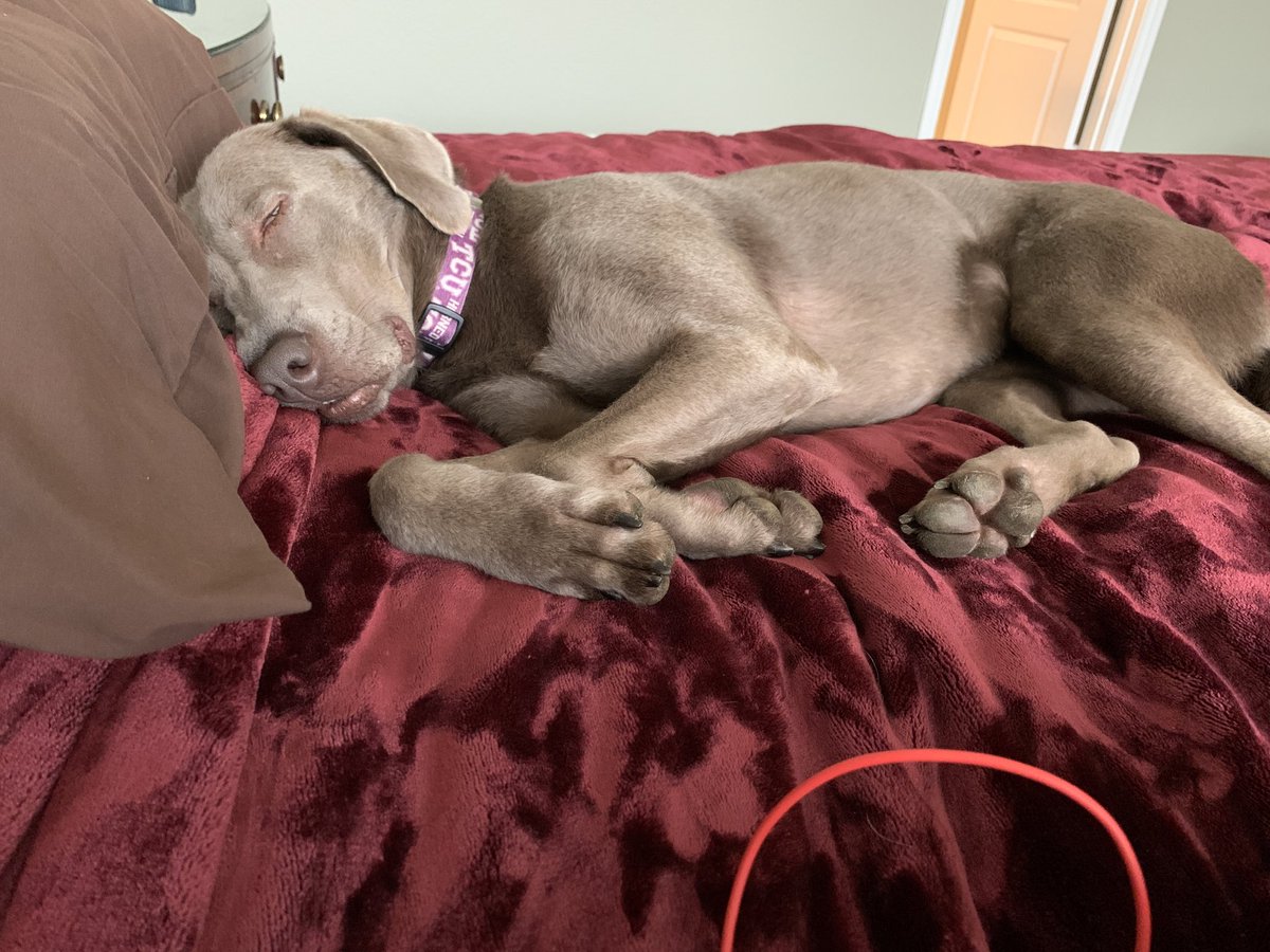 HWeimaraner's tweet photo. Sometimes I fall asleep so fast I miss the pillow entirely... #weimlife https://t.co/Hip5A4IzEN