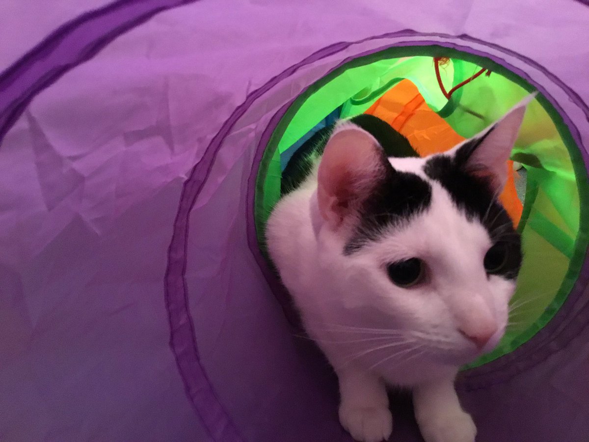 TheSprinklesCat's tweet photo. Funday, Meowday! I love playing in my tunnels! #catcows #lovecats #CatsOfTwitter #BeSafe https://t.co/awYoEhMw0l