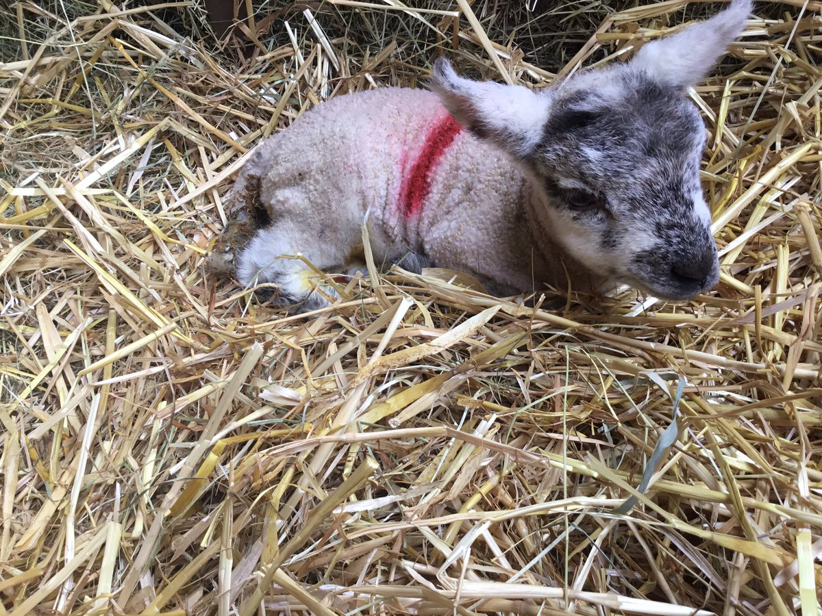 Farmpress1's tweet image. Lambing in full swing, #lambing2020