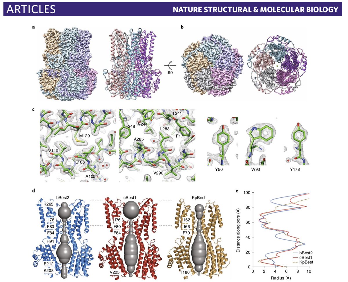AaronOwji's tweet photo. Check out our paper detailing the #cryoem structure of the Bestrophin 2 anion channel. We solved preferred orientation by adding amphipol to the final protein prep, resulting in 2.2A resolution. @Columbia @SEMC_NYSBC 
https://t.co/kfU0VxSC3x https://t.co/HTpY4bm6rE