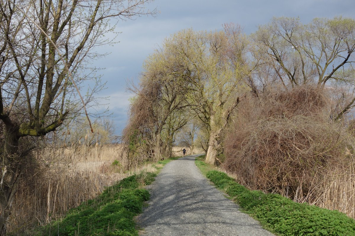 Top five not-so-crowded Philly trails that people should go discover  #onthecircuit and  #eastcoastgreenway: 5/5 -  @USFWS John Heinz National Wildlife Refuge Trails