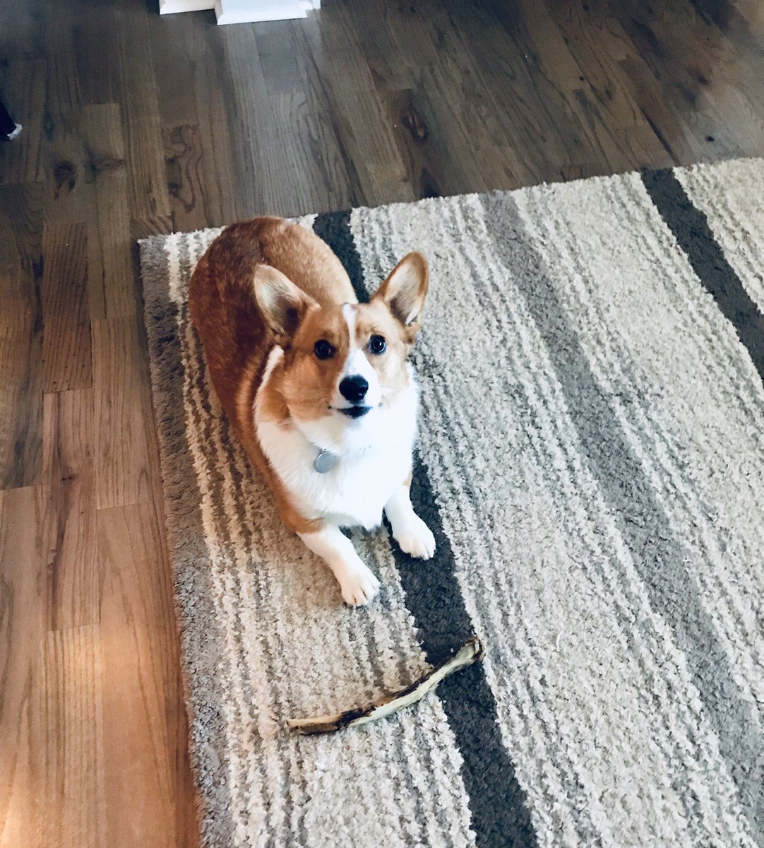 Casper’s ‘auntie’ ordered him some hickory smoked cow rib bones ... I’m not sure she realized how big they would be or how little he really is. He’s not too sure what to make of it just yet. 