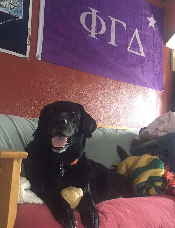 ben_leet's tweet photo. Today I had to say goodbye to Moxie.   He was about the happiest dog you could ever imagine, especially when he got the chance to steal someone’s food if they weren’t watching it. It will be difficult without him at a time like this but I couldn’t of asked for a better sidekick🧡 https://t.co/u8yuYO4ndG