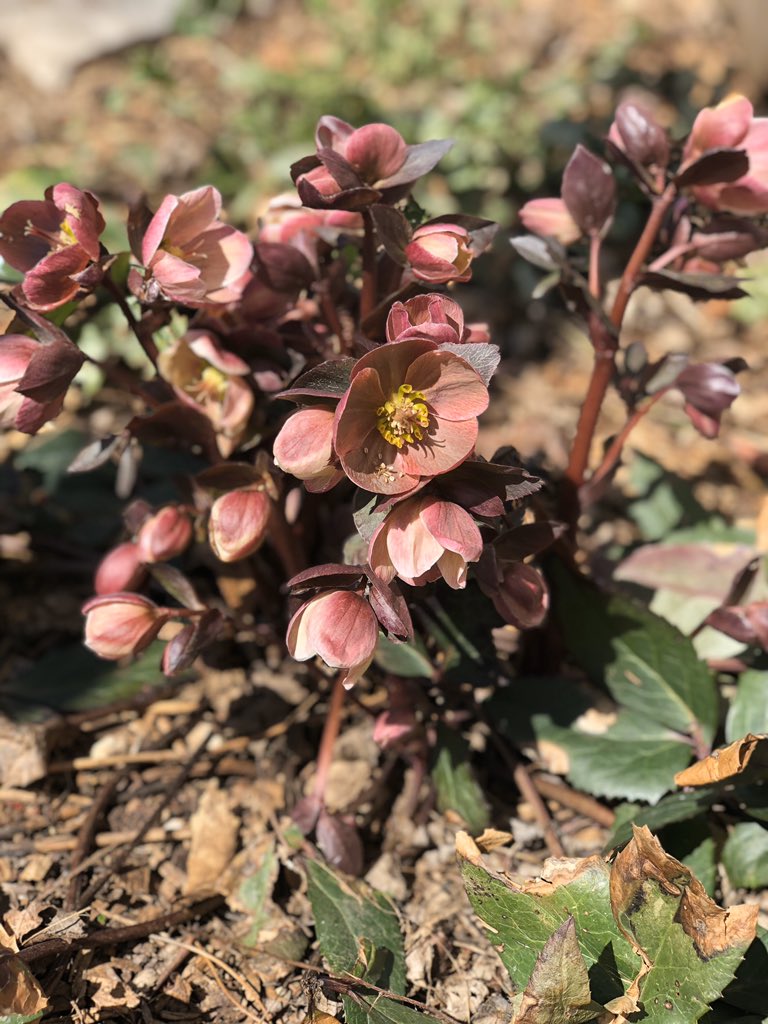 Sharon Stockmann tweet media