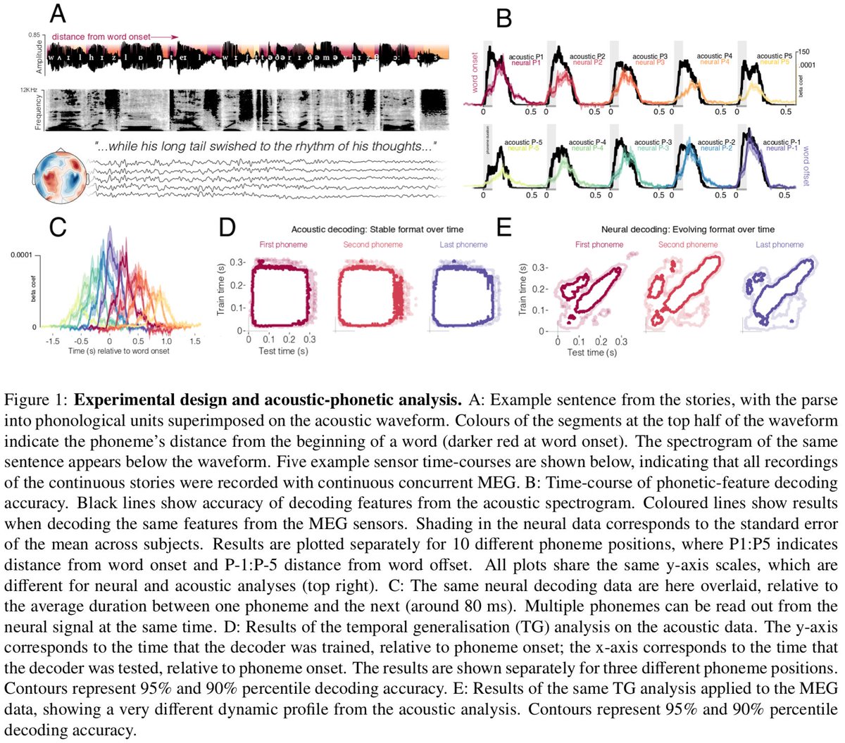 GwilliamsL's tweet photo. our new paper "Neural dynamics of phoneme sequencing" is now on bioRxiv!

https://t.co/jeTipPTXuf

conducted with dream-team @jrking0 @AlecMarantz @davidpoeppel, we use MEG to study how phonemes are processed in continuous naturalistic speech

short summary in thread below:
1/8 https://t.co/yT5bN2PfHw