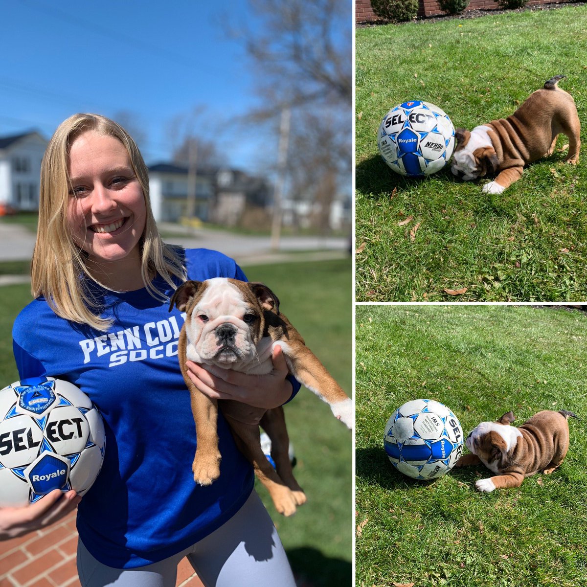 PCTWSoccer's tweet photo. Lil’ Mama is prepping for preseason with Meg Bugbee! She can’t wait to cheer on Meg and the rest of the Big Dogs this fall! #pctwsoc #bigdogs #PetsOfTheNEAC @NEACSports https://t.co/8J24xUSKKj
