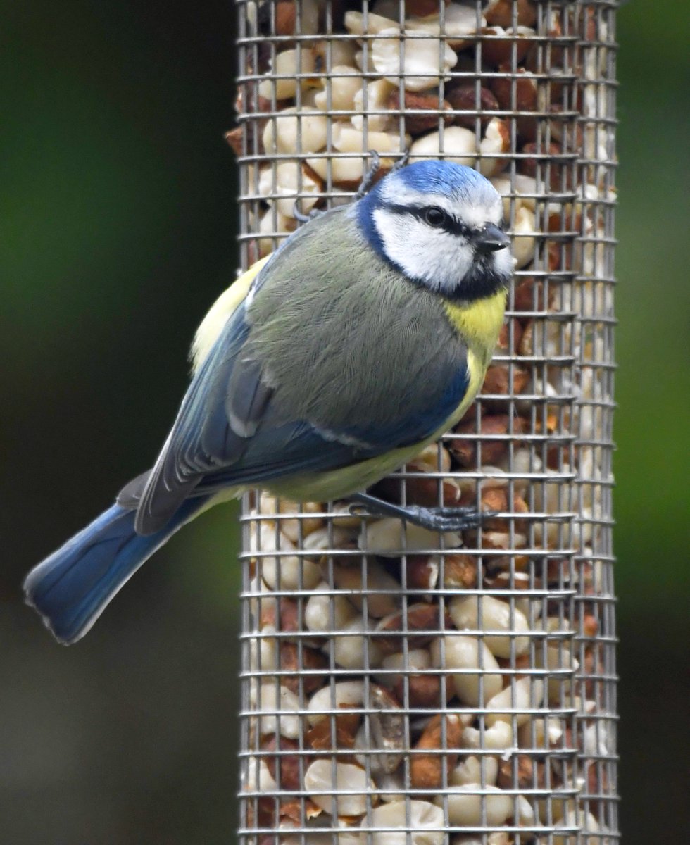 12. Blue Tit One or 2 pop in briefly, a few time a day, to nibble on my nuts.  #LockdownGardenBirdsSeen 