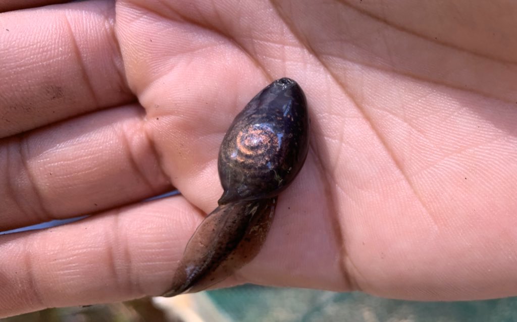 Guess what? That pretty swirl is the tadpole’s intestines. 

Never thought I’d find so much beauty in animal guts.