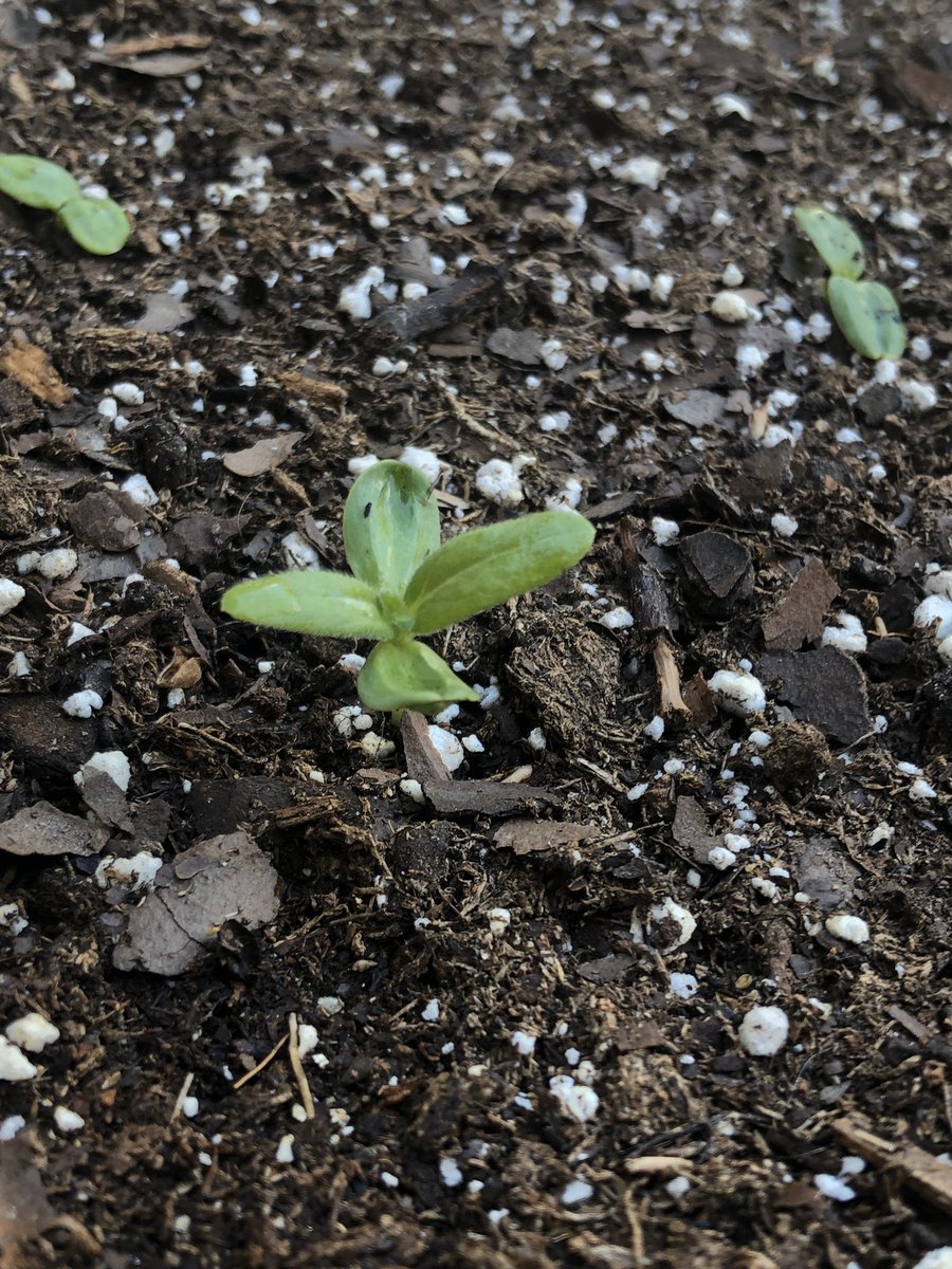 We’re suddenly at 93 seedlings seemingly overnight. What the hell am I going to do?