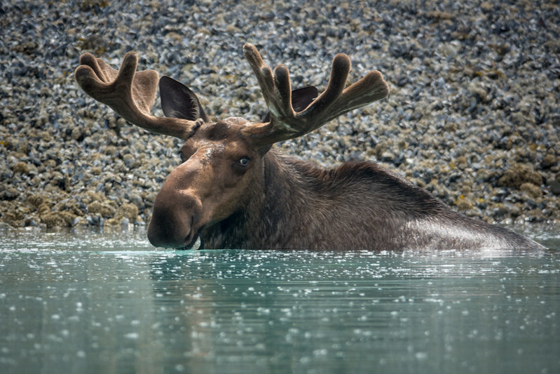 BowHabitat's tweet photo. Happy #NationalWildlifeWeek! What's your favourite AB animal?
⁠
Here's one of the largest animals in AB, the moose. Males grow antlers in the spring, weighing up to 40lbs - that's the same as 2 car tires! Moose are great swimmers and can swim as far as 20km.⁠

#ABWildlifeWeek https://t.co/QlYmtM1gxg