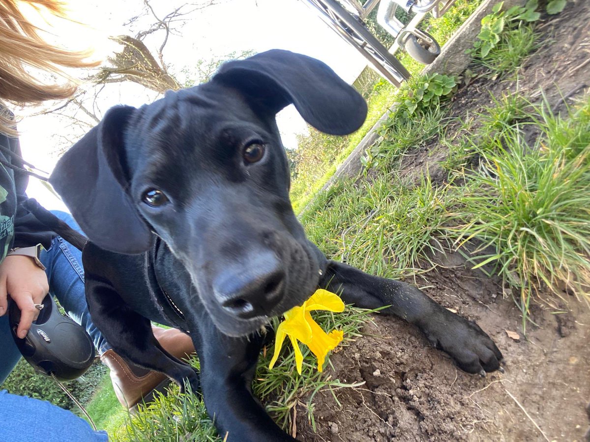 LouiseHunt1's tweet photo. This Pup should be a model! Loved our walk in the sunshine and daffodils this afternoon πΌ
#oneexcerciseaday #milo #puppy #puppygram #daffodils #dogsofinstagram π· @Womble27Claire https://t.co/pPOcApedHZ