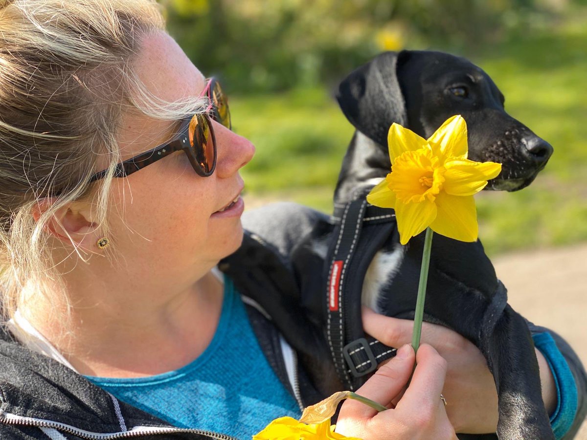 LouiseHunt1's tweet photo. This Pup should be a model! Loved our walk in the sunshine and daffodils this afternoon πΌ
#oneexcerciseaday #milo #puppy #puppygram #daffodils #dogsofinstagram π· @Womble27Claire https://t.co/pPOcApedHZ