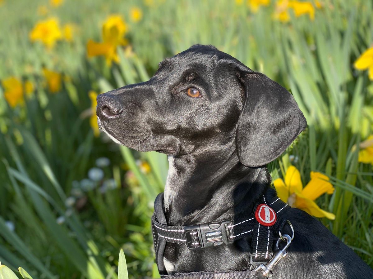 LouiseHunt1's tweet photo. This Pup should be a model! Loved our walk in the sunshine and daffodils this afternoon πΌ
#oneexcerciseaday #milo #puppy #puppygram #daffodils #dogsofinstagram π· @Womble27Claire https://t.co/pPOcApedHZ