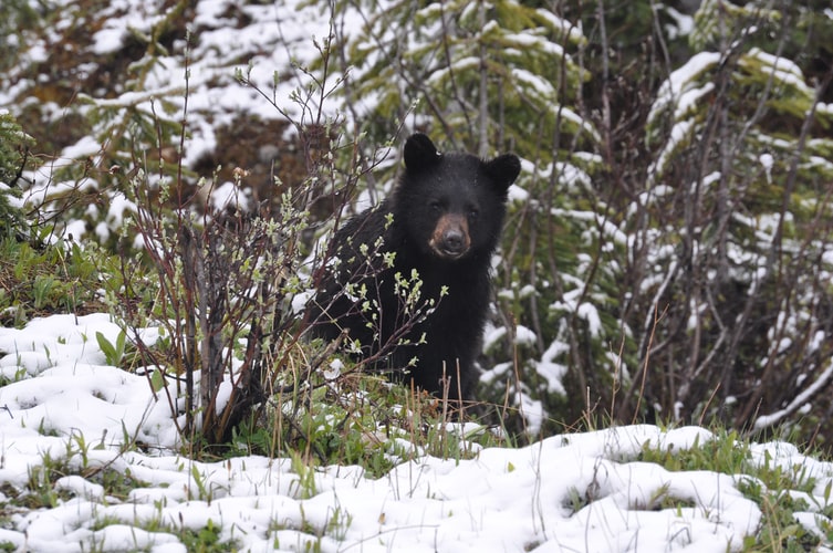 NatureAlberta's tweet photo. Bats and birds are returning from their annual migration and bears are awakening in their dens. Celebrate our immense natural heritage during #NationalWildlifeWeek.

Read more about the history of this special time > https://t.co/XOhSoJ6QiE

#ABWildlifeWeek #JackMiner https://t.co/EukejDkZw4