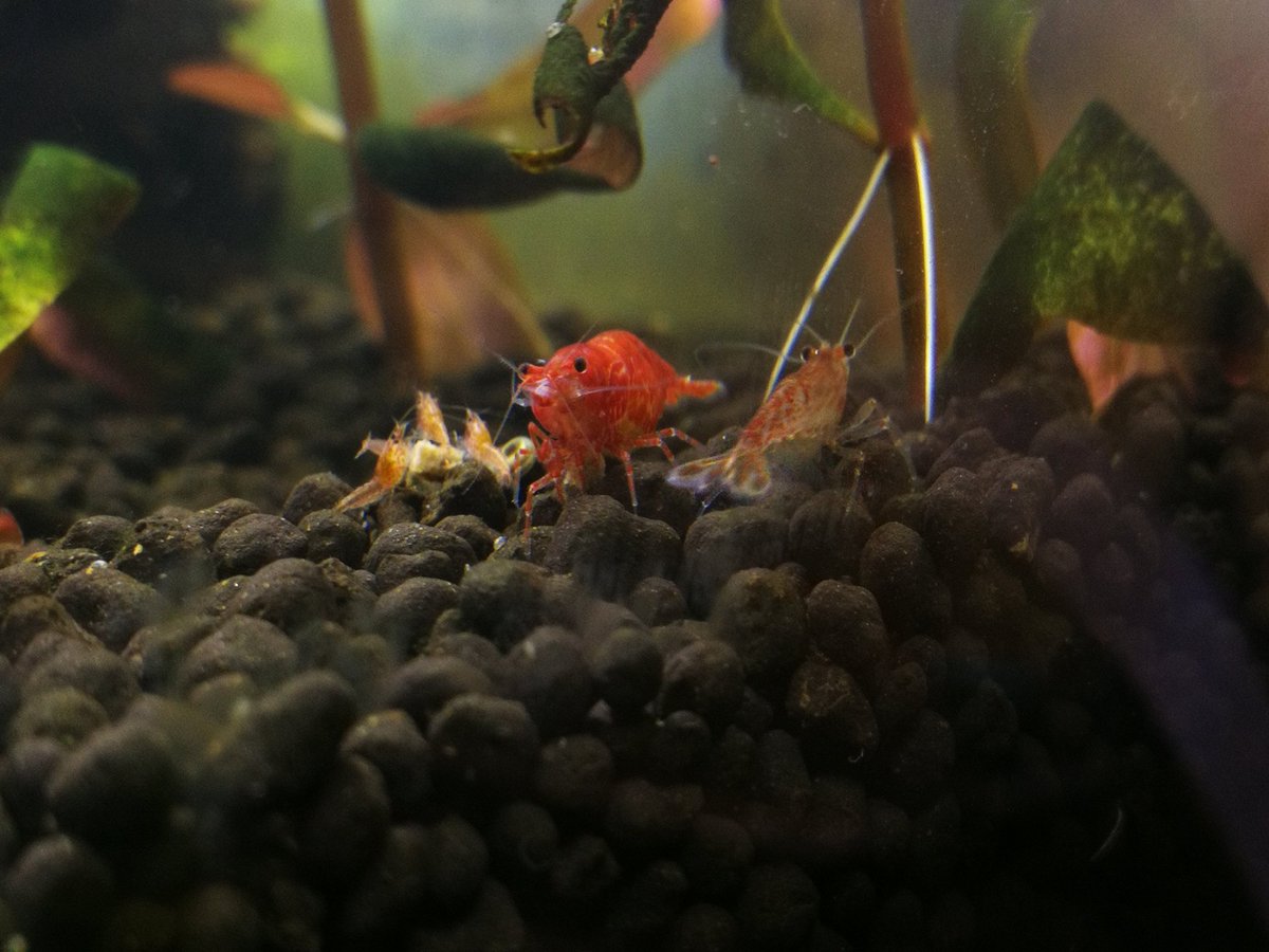 vacant3rdman's tweet photo. I have insomnia, so it's #shrimp photos time again.

1/5. #CherryShrimp #shrimplets, adult female &amp; adult male gathered around some food pellets. The females are usually larger &amp; more intensely coloured.

#PetsOfMQ #AusUniPetWars https://t.co/sTqcvb7z9D