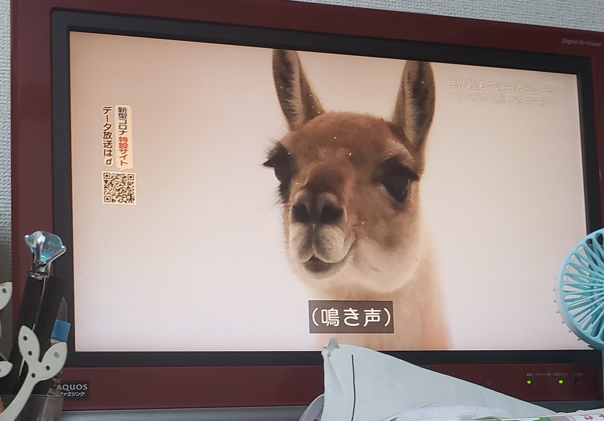 ｻｰﾋﾞｨ Sur Twitter アルパカさん ではなく ｸﾞﾜﾅｺ アルパカやリャマの原種みたいな まつ毛長くて うらやましい 散華忍のセッションがあり なんだろう これ Pumaの由来のピューマも ピューマの形の街が 世界遺産クスコ 世界遺産マチュピチュは コンドル