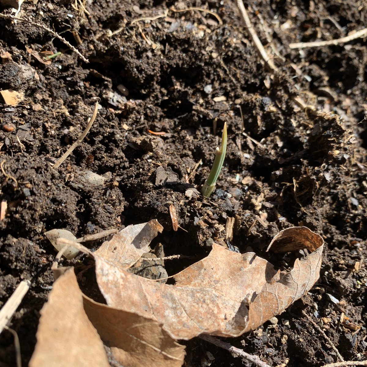ThreeBunny's tweet photo. It’s impossible to overstate how much more precious a shoot of green can seem when the headlines are fear, sickness, and dysfunction. Garlic coming up in mid-Maine. Dirt under my nails. #FarmLife https://t.co/NoFkcdSvn3