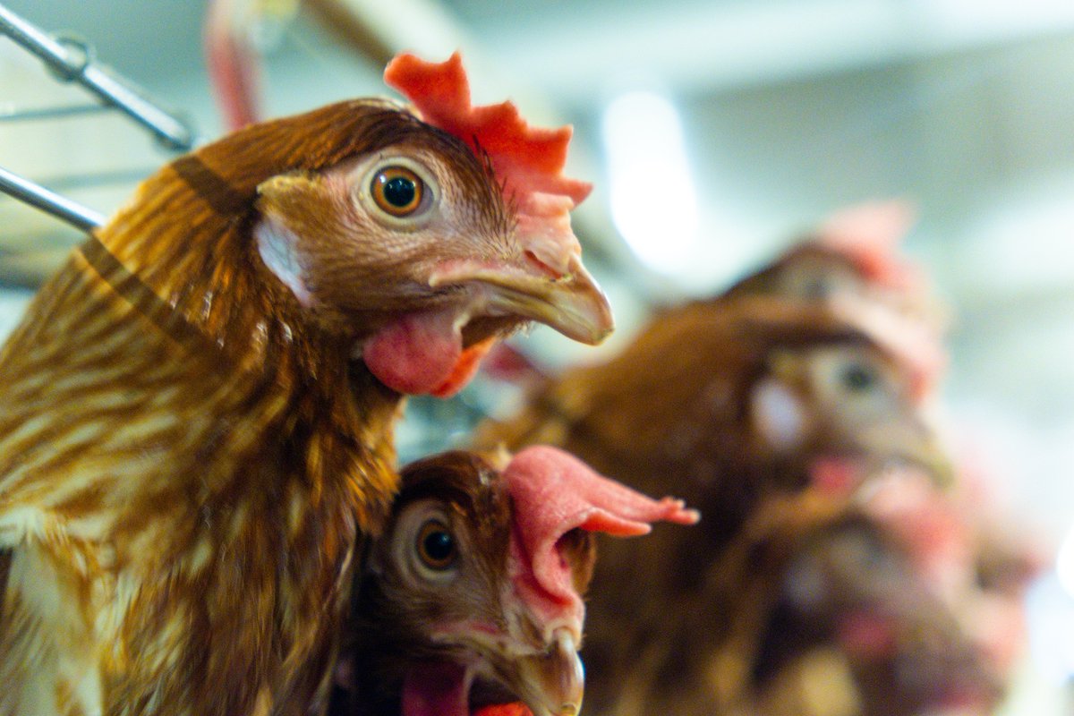 BluePlanetLabs's tweet photo. ACF-Probiotic addresses consumer and government pressure to reduce antibiotic use in poultry and livestock. It also can increase weight gain and improve feed to mass ratio.

#BluePlanetLabs #HarvestYourPotential https://t.co/ktrYlqcPGd