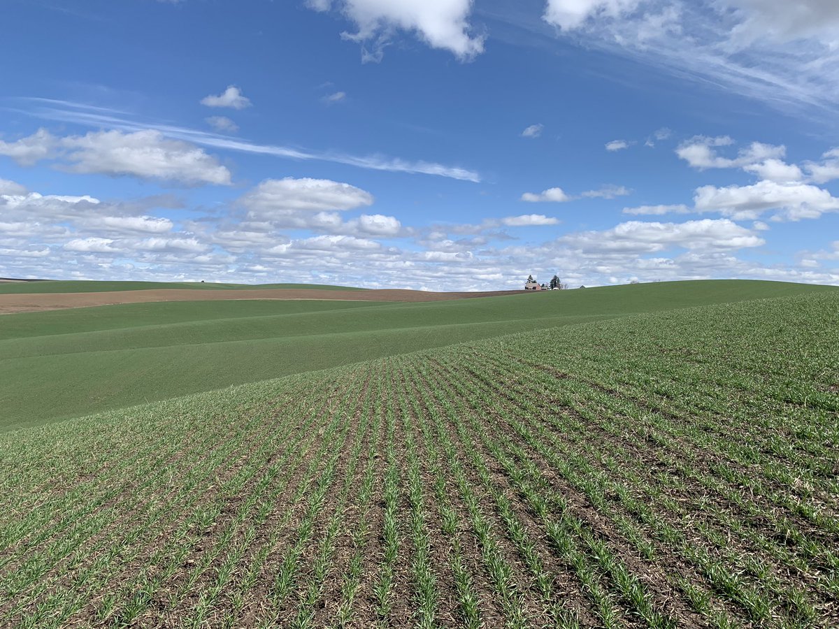 MattKRenfrow's tweet photo. Took advantage of some sunshine this weekend to look at winter wheat. https://t.co/1xtRS2Peza