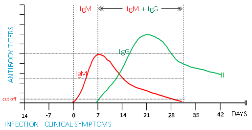 The most important antibody isotypes relating to SARS-CoV-2 infection are IgG and IgM. - IgM forms the initial antibody response, and is evident early in the disease.- IgG predominates later in the disease process, remaining detectable in blood after the disease resolution.