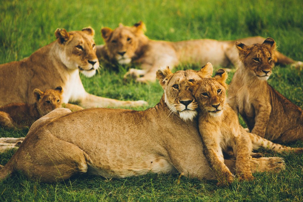 SouthernDest's tweet photo. When in Africa... devices have to be disconnected, freeing up your focus to notice every detail and how your every sense comes alive in the bush! Discover our 'Family Fun Safari' here:
https://t.co/xKtnHO9Msr

#familybonding #mindfultravel #familysafari #familyfun https://t.co/J9zaAKlbJ5