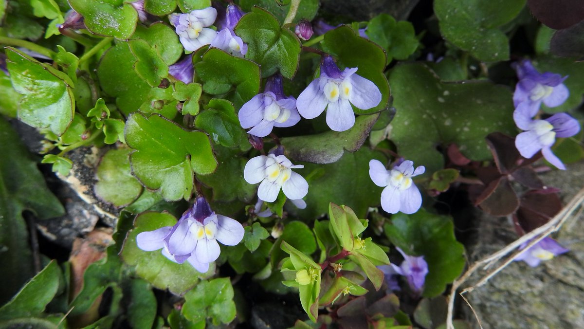 Always a favourite, Ivy-leaved Toadflax (Cymbalaria muralis) (+ Petty Spurge Euphorbia peplus) on our village's main street. Just inside the village Danish Scurvy Grass (Cochlearia danica) that's made it's way 50 miles from the coast along the salted  #Suffolk roads.  #MyWalk 1/4