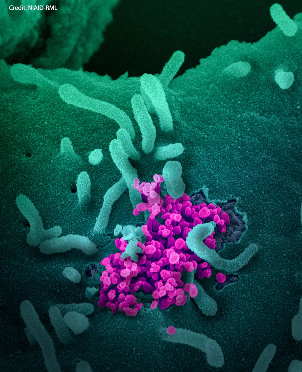 ScienceMagazine's tweet photo. Early testing in cultured human cells suggests EIDD-2801, a broad-spectrum oral #antiviral similar to #remdesivir, could aid the fight against novel #coronavirus. Read the research in @ScienceTM: https://t.co/8zNzoGobkw #COVID19 https://t.co/2yvClc3vcx