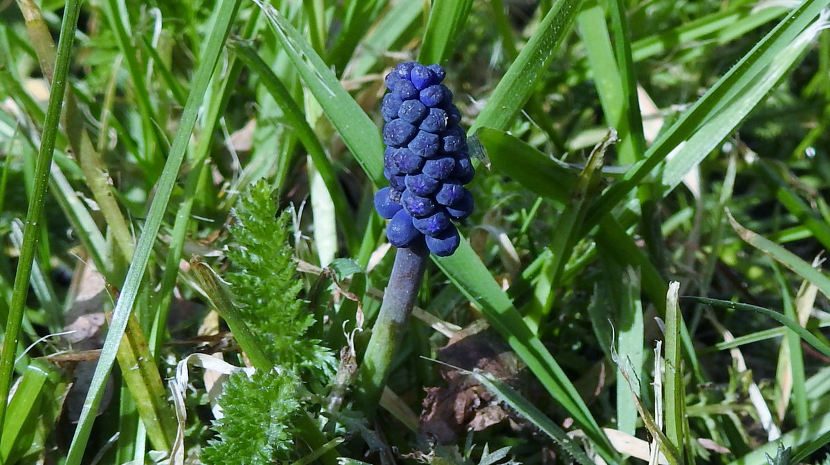 Blessed having wild  #Breckland Grape Hyacinth (Muscari neglectum) in Roadside Nature Reserve at edge of our village despite verge having just been wrongly cut & poisoned + privet encroachment. Its charms are more diminutive, subtle & dark than the garden species.  #Tuddenham 2/4