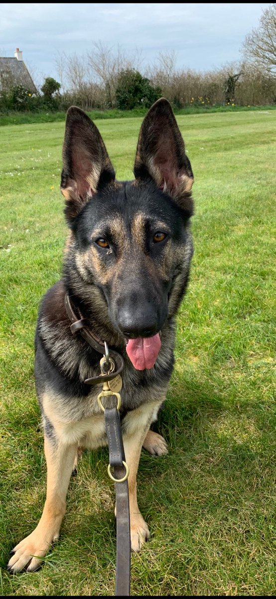 Jersey’s newest recruit Pd Pippa back in the island after successfully passing her initial course at Surrey/Sussex dog school🐾