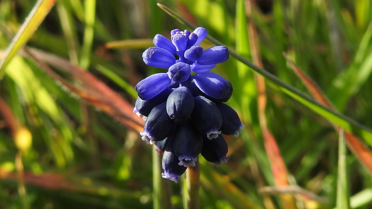 Blessed having wild  #Breckland Grape Hyacinth (Muscari neglectum) in Roadside Nature Reserve at edge of our village despite verge having just been wrongly cut & poisoned + privet encroachment. Its charms are more diminutive, subtle & dark than the garden species.  #Tuddenham 2/4