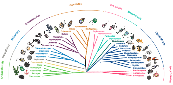 naturemethods's tweet photo. Microbial eukaryotes are important, but often overlooked, organisms in the global ecosystem. A Resource, supported by a community effort, describes valuable transformation tools for marine protists that have been challenging to genetically manipulate. https://t.co/HpQGC8hoKU https://t.co/882Zbvtofb