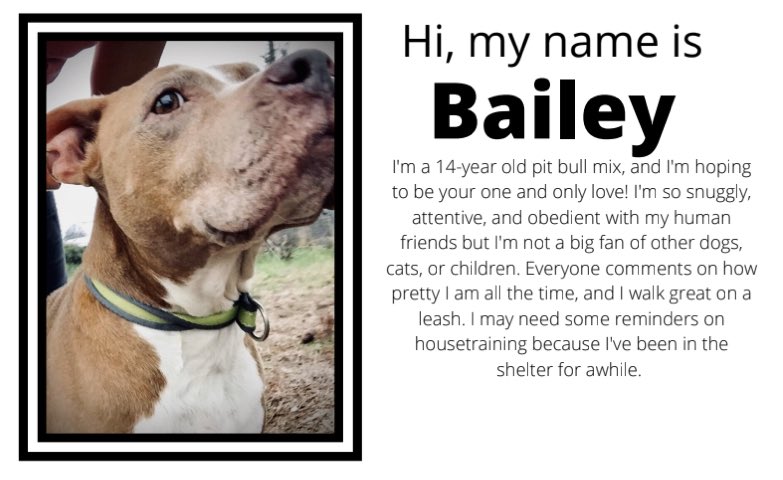 southernsouls1's tweet photo. @rachaelray @RachaelRayShow Our Bailey looks so much like your Izzy (and also loves her soft beds)! Can you retweet so we can find Bailey a furever home? https://t.co/PFb9jHlkXY