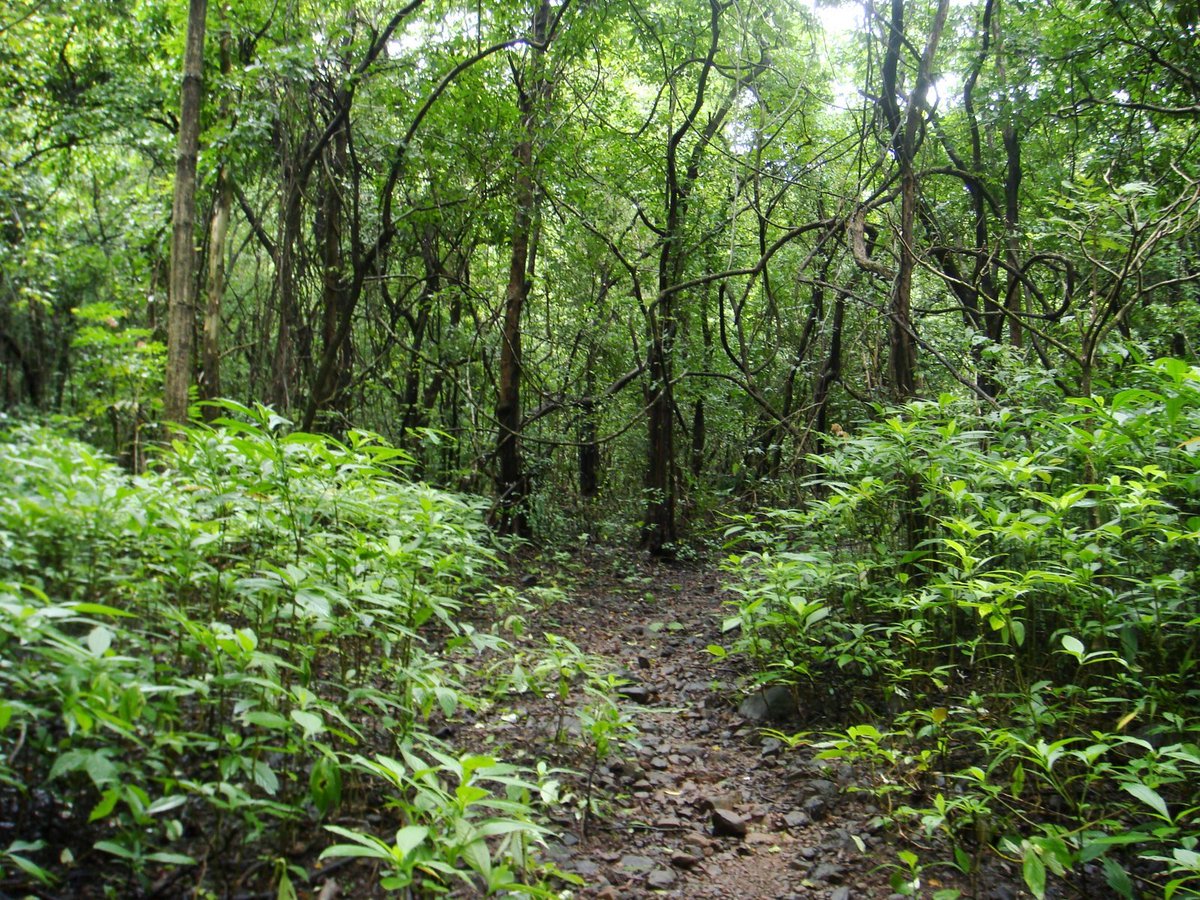 On the way to Rangana fort. August 2009.