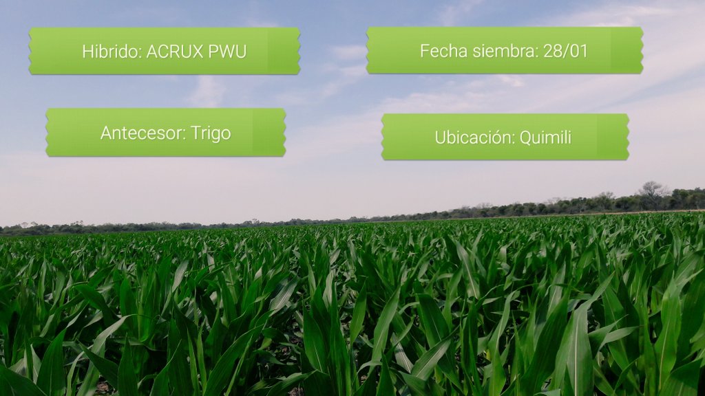 InasLas's tweet photo. Hoy salieron los primeros choclos...!!! https://t.co/1qmRzCMNLq