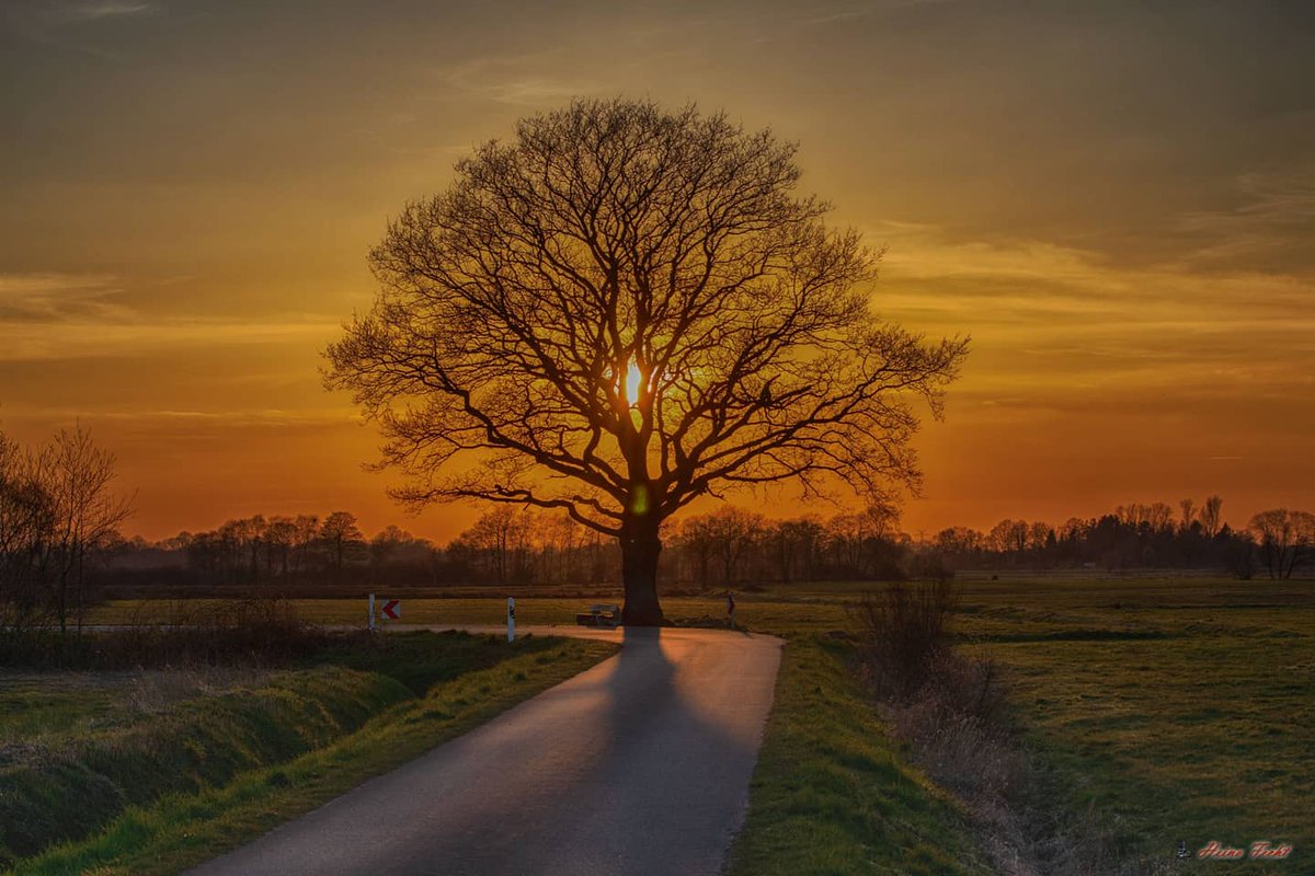 HeinoFecht's tweet photo. Sunset am Nordpol. #ammerland #nordpol #EOSR #vreschenbokel #sunset #NaturePhotography #naturelovers #nature #oak #tree https://t.co/7YTF4EiDEl