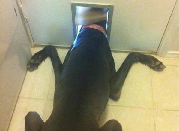 WeLoveDogsUSA's tweet photo. "This is how my dog watches my husband go to work every morning." https://t.co/somfPdt93h