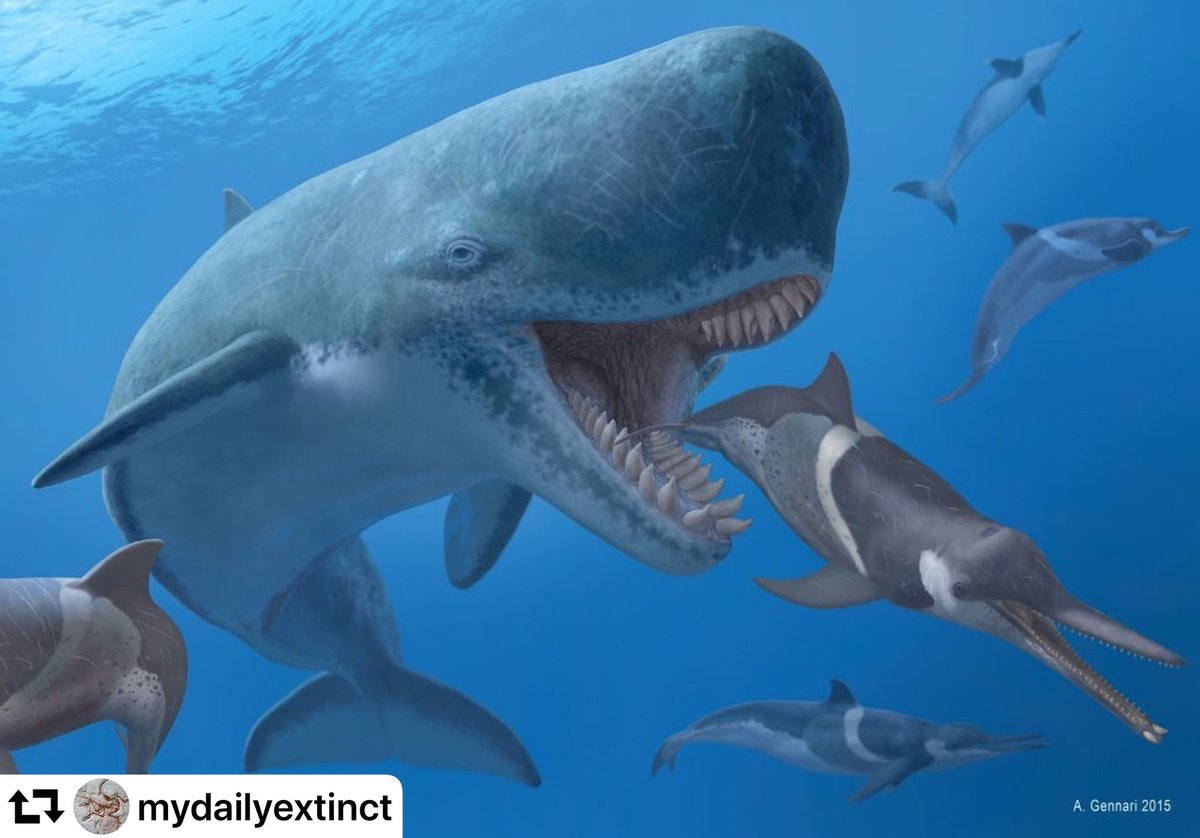 meg82159's tweet photo. Let’s test your  knowledge. In which book did this creature first appear and what is it called?      #MegSeries #theMeg.                        ⬇️⬇️⬇️⬇️ https://t.co/Y1zinTW8FS