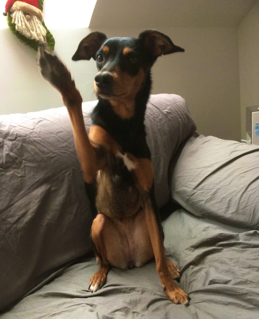 Doggosphere's tweet image. Keep calm &amp;amp; proveri dozvoljenih 200m za 🇷🇸 šapice na doggo.cool/200m/ 

#ostanikodkuce #COVID19