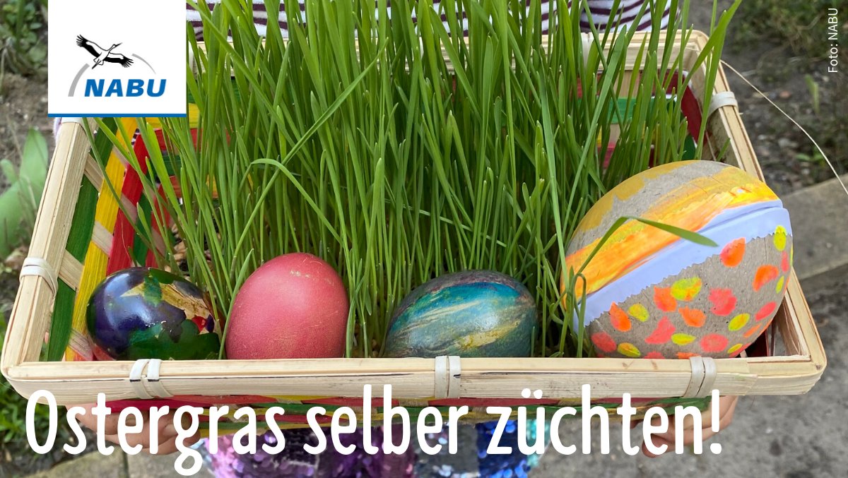 NABU_de's tweet photo. Wer will schon Kunstrasen im #Osterkorb? 🥚🐰Selbst gezüchtetes Weizengras ist eine super Alternative: Einfach Weizenkörner über Nacht einweichen, aussähen und nach ein paar Tagen das fertige Körbchen dekorieren; am besten mit natürlich gefärbten Eiern.
👉https://t.co/XESa1EUG2T https://t.co/YQPHxS8LQe