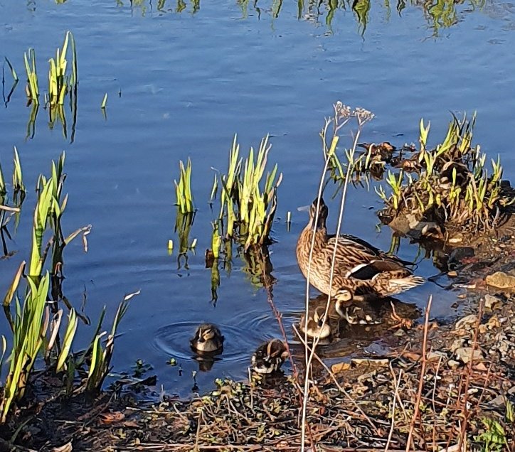 PaisleyPete's tweet photo. Walking in to work tonight I noticed this totally irresponsible gathering of 8 individuals. I confronted them angrily but turns out they were a mum and 7 kids... ๐คจ๐ฆ #samehousehold #mybad #CoronaVirusUpdates https://t.co/VjTTHvpuN3