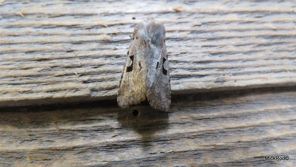mickrod1's tweet photo. From the moth trap last night just 18 moths of 7 species https://t.co/m6ERDfgEAX