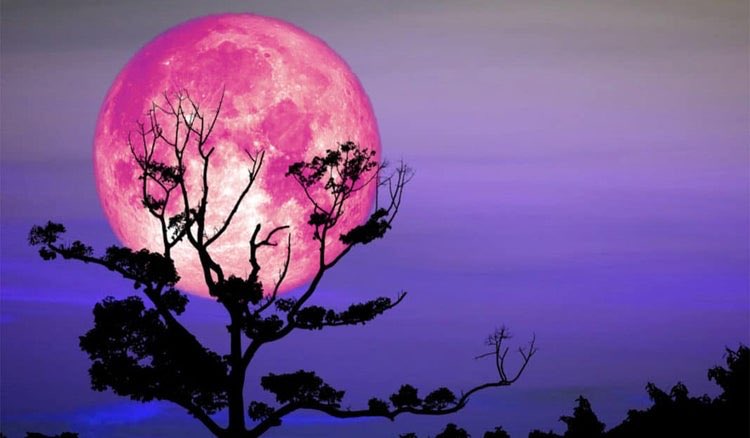 Spyder_Webb's tweet photo. A #PinkMoon is NOT actually pink in colour
Early Native Americans named it for coinciding with seasonal pink flowers at #SpringEquinox
Also called a #SproutingGrassMoon or #EggMoon in other parts of the world
But using those names in headlines just doesn’t grab the readers! https://t.co/BBb2B8sOS5