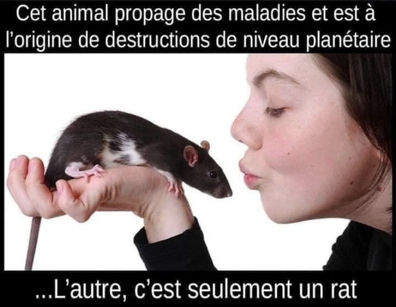 NonHumain's tweet photo. #coronavirus #H1N1 #H5N1 #H7N2 #GrippeEspagnole #virus #capitalisme #mondialisation #pandémie #épidemie #SRAS #covid_19 #covid19 #ConnerieHumaine #GrippePorcine #H7N9 #GrippeAviaire #SRMO #VacheFolle #chasse #braconnage #HumainCrétin #antibiorésistance #élevage https://t.co/rMrduqr6sl