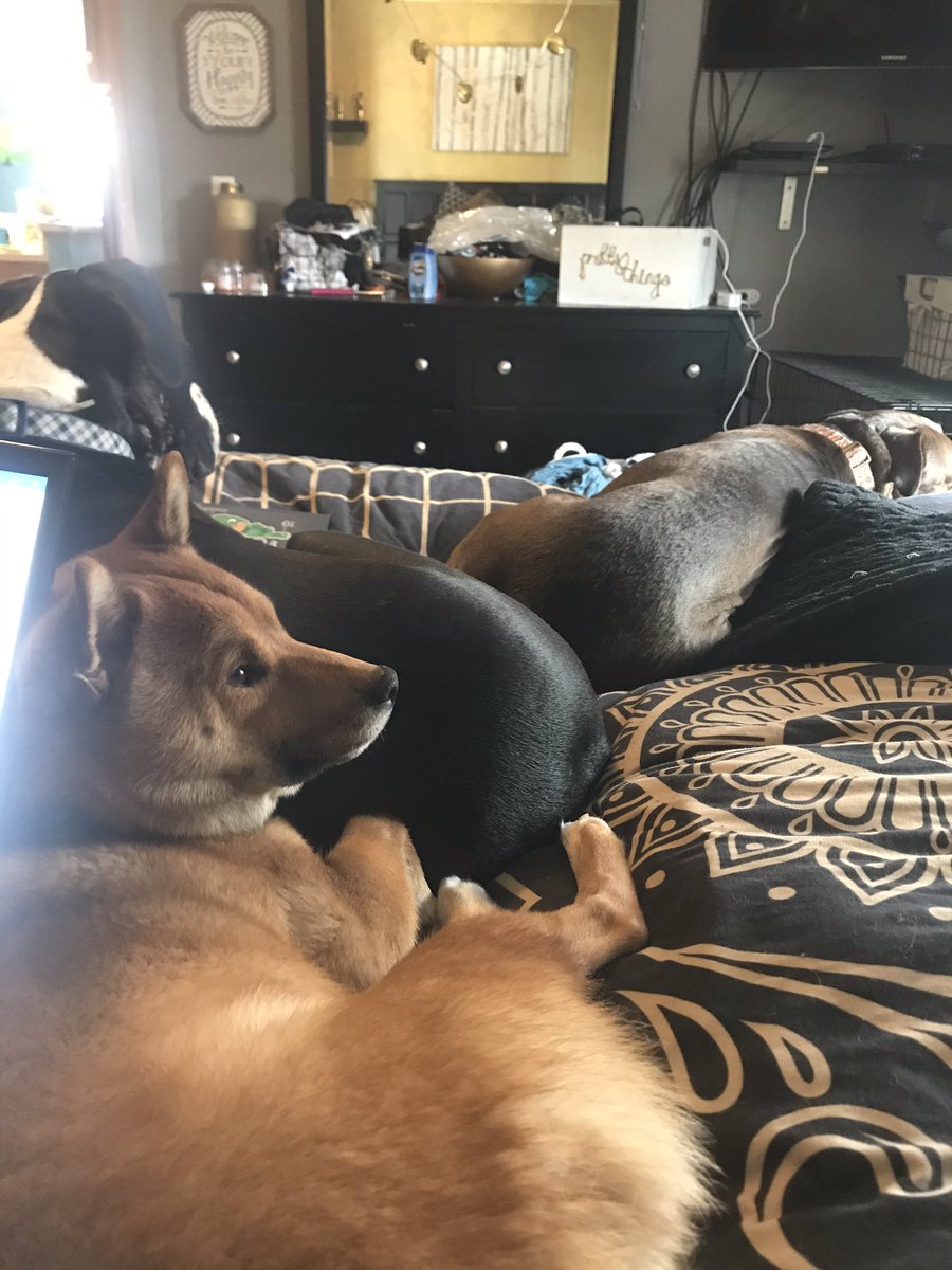 LindyLouSchuh's tweet photo. This working from home thing isn’t so bad especially when I have these cuties to keep me company. #comoptcrew #alwaysadvocating #dogsoftwitter https://t.co/KC776CS0gW
