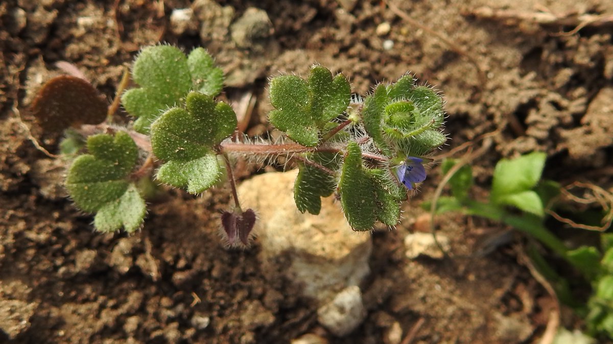 A selection of  #Tuddenham Speedwells: the common Ivy-leaved (Veronica hederifolia) & Common Field (V. persica) + the  #Breckland specialities: Fingered (V. triphyllos) & an especially squitty specimen of Breckland Speedwell (V. praecox).  #WestSuffolk  #OurWorldIsWorthSaving 4/4