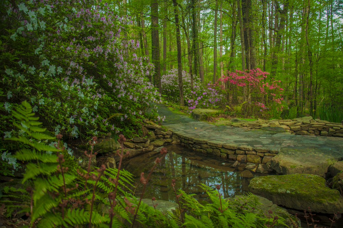 GarvanGardens's tweet photo. Azalea explosion! @GarvanGardens https://t.co/Hf3hzaIsnv